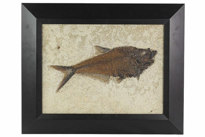 Framed Fossil Fish (Diplomystus) - Wyoming #129132